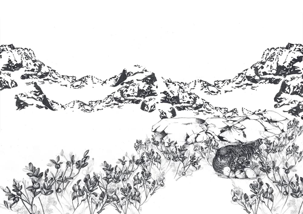 Bodenbrüterin — Bild 1