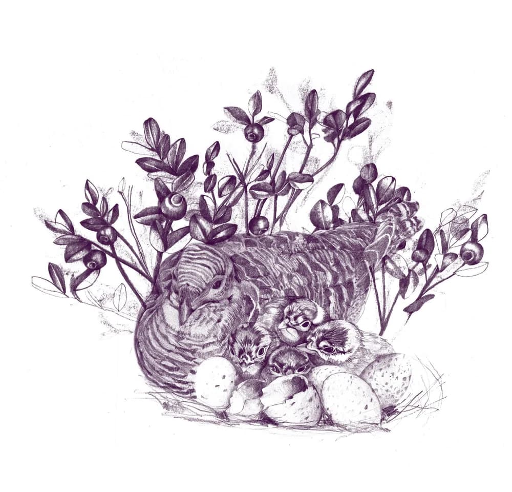 Bodenbrüterin — Bild 2