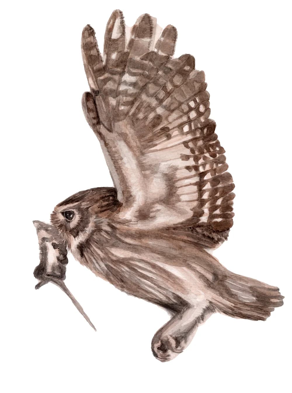 Eule — Bild 2