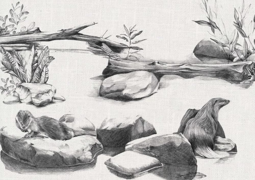 Fischotter — Bild 1