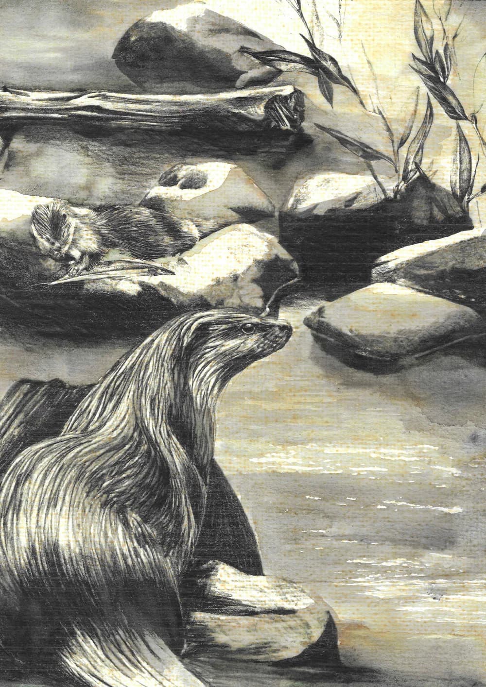 Fischotter — Bild 2