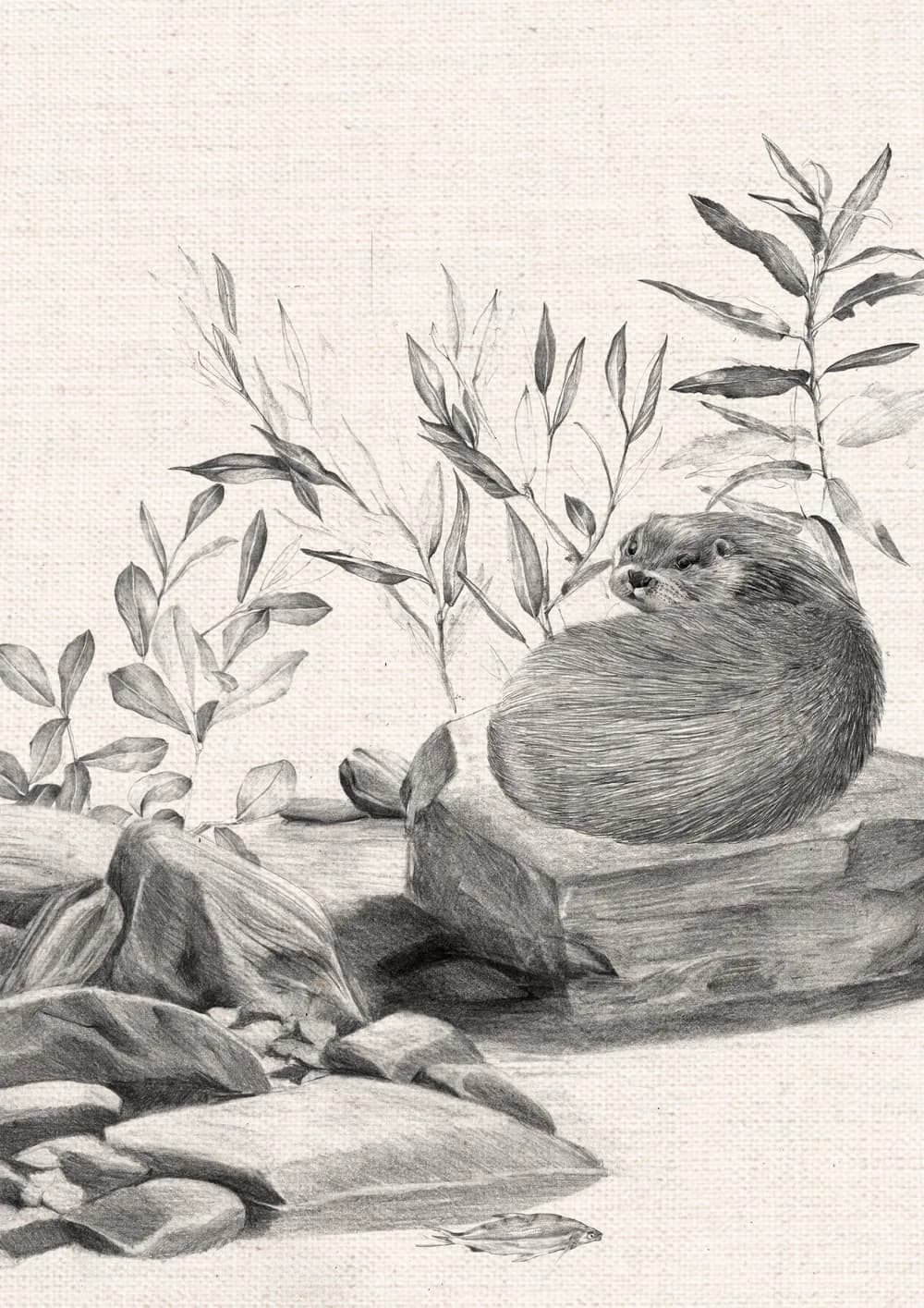 Fischotter — Bild 3